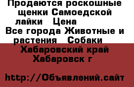 Продаются роскошные щенки Самоедской лайки › Цена ­ 40 000 - Все города Животные и растения » Собаки   . Хабаровский край,Хабаровск г.